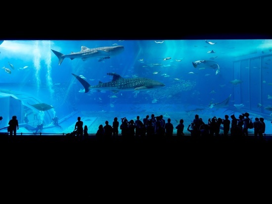 Музею Мирового океана в Калининграде присвоили статус туроператора