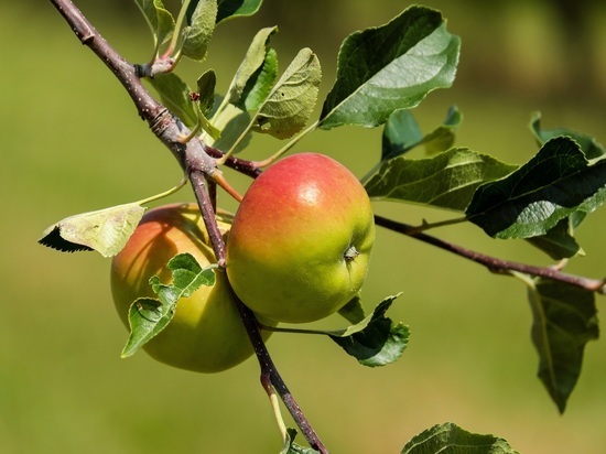 В Курской области высадят более 100 тысяч саженцев яблонь из Сербии