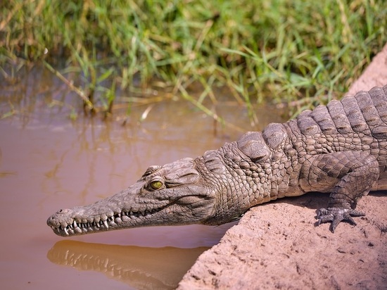 В Кении из-за засухи на озере Камнарок погибли около 10 тысяч крокодилов