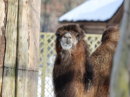 С 15 марта Калининградский зоопарк меняет расписание