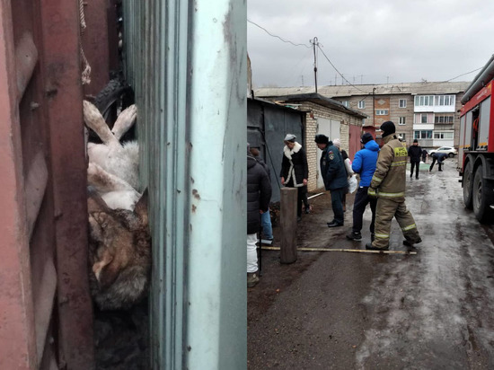 В Березовке спасли зажатую между гаражами-контейнерами собаку