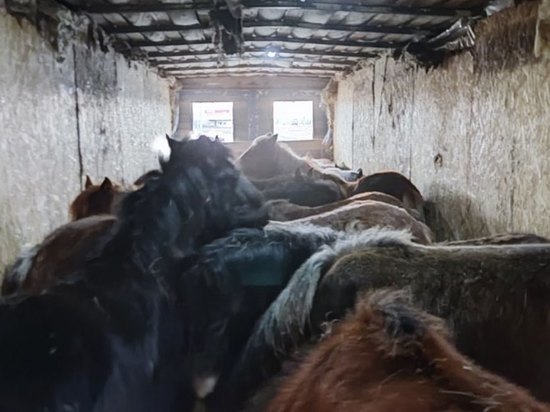 В Черногорске остановили фургон с лошадьми без документов