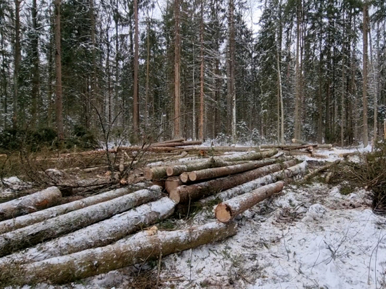 В рубке леса на 14 млн рублей обвиняют женщину-инженера из Брянска