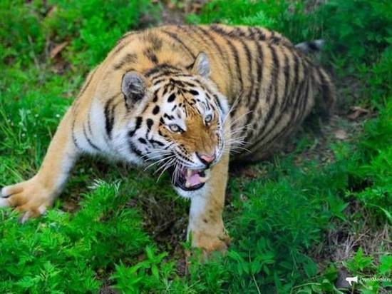 Уже шестую собаку загрыз тигр в окрестностях Партизанска в Приморье