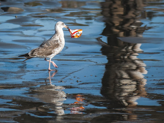У морских птиц обнаружено заболевание, вызванное пластиковым мусором