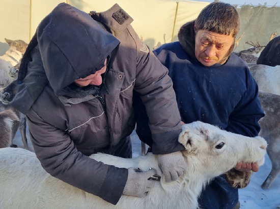 На Ямале ветеринары отправились в тундру с вакциной от сибирской язвы для оленей
