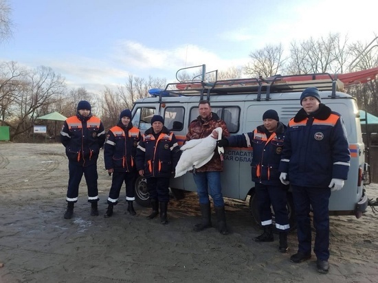 В Курске на реке Тускарь спасли лебедя с подбитым крылом