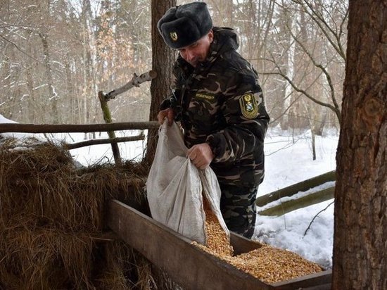 В лесах Курской области насчитывается 200 кормушек для диких животных