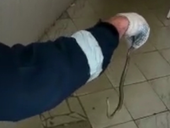 Спасатели Апшеронска поймали змею в санузле одного из учреждений