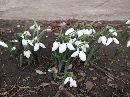 Первые подснежники расцвели в Подмосковье