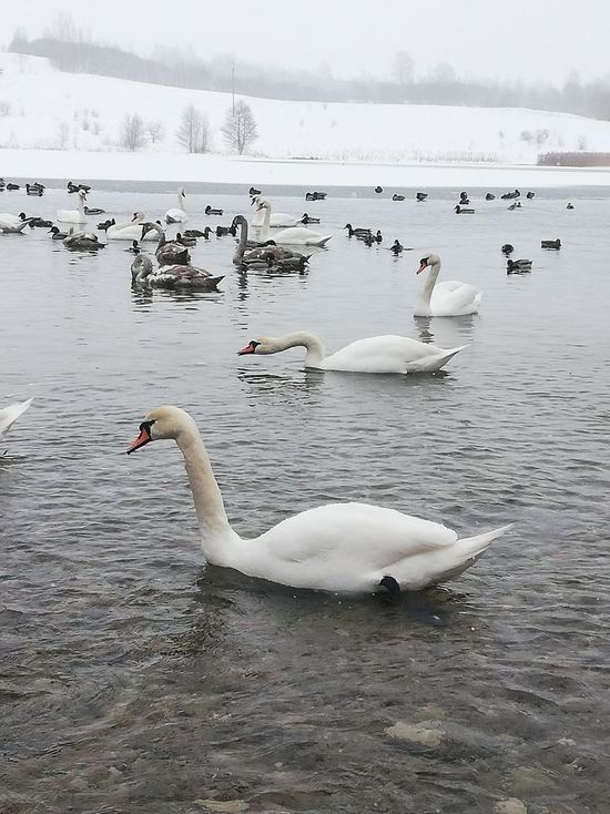 Историю появления лебедей в Изборске рассказал местный краевед