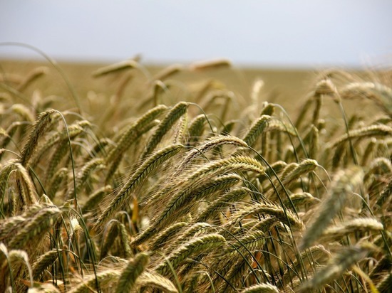 Правительство Германии призвало Россию продлить зерновую сделку более чем на 60 дней