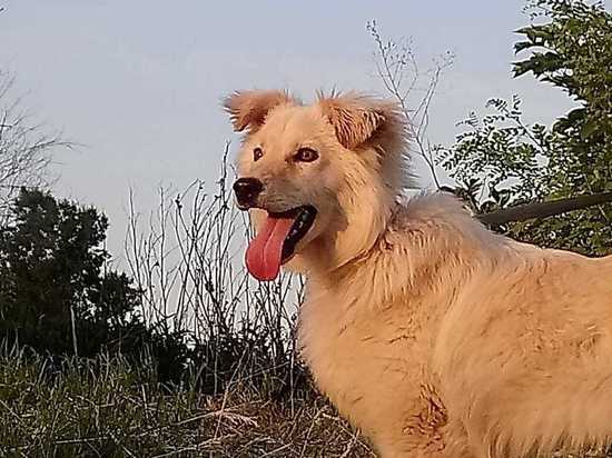В Моршанском районе обнаружили бешеную собаку