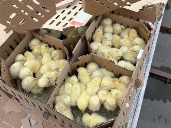«В аэропорту пересадили в цыплятовозы»: более 80 тыс. суточных цыплят прилетели на Сахалин