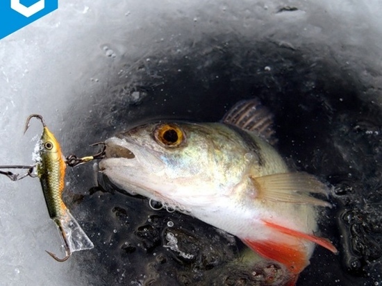 В Белоярске первенство по подледной рыбалке перенесли из-за непогоды