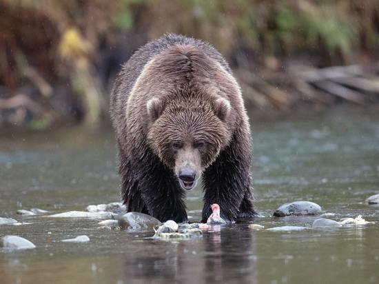 Где на Сахалине можно встретить медведей ранней весной