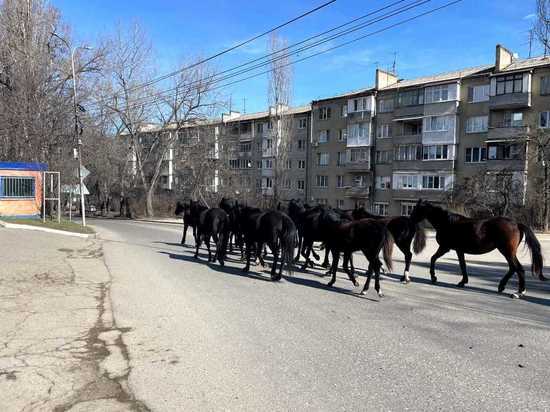В Кисловодске «задержали» пасущийся около Вечного огня табун лошадей