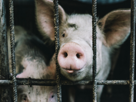 Вспышку африканской чумы свиней обнаружили в Минусинском районе Красноярского края
