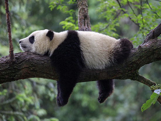 Какой сегодня праздник: 15 марта – День панды и Евтропиев день