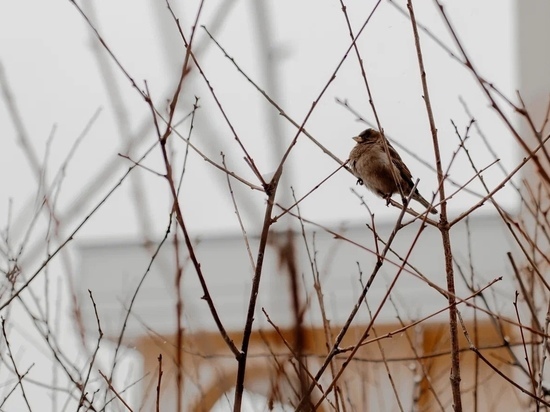 Мороз и гололедица: какая погода ожидает жителей Тверской области