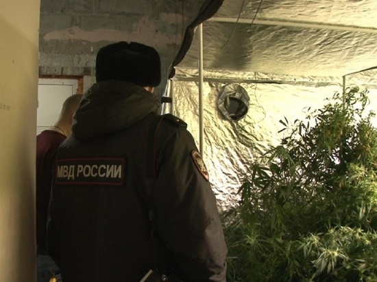 Екатеринбургские полицейские, выследив наркокурьера от вокзала, нашли плантацию конопли