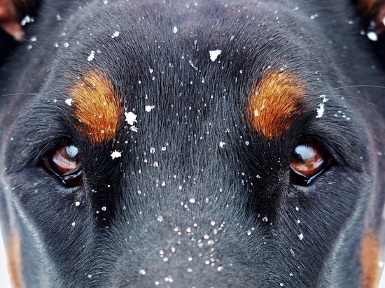 В Курской области за 3 года количество бродячих собак снизилось с 7400 до 5763 особей
