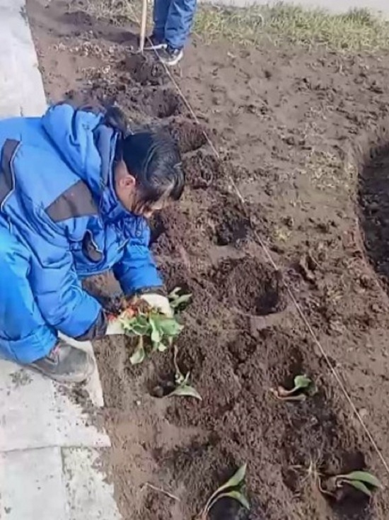 В Невинномысске высадили тюльпаны и розы у памятника Владимиру Жоге