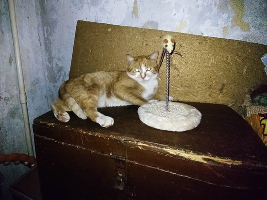 Жительница Томска живет в нищете и тратит всю свою зарплату на дюжину кошек