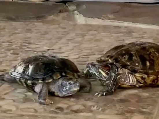 В Ленинградском зоопарке рассказали, как черепахи и крокодил уживаются в одном бассейне