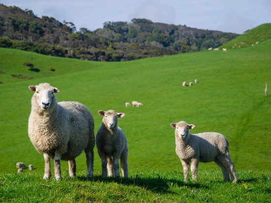 Стадо овец убежало со скотобойни: Куда же побрели овечки