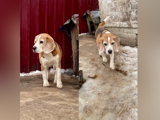 Жители Балахны в социальных сетях ищут хозяина потерявшейся собаки породы бигль