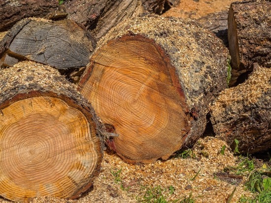 В Бурятии лихой дровосек нарубил леса в особо крупном размере
