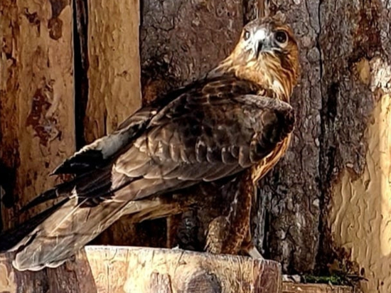 В хабаровском зоосаде у канюков «профессиональный» праздник