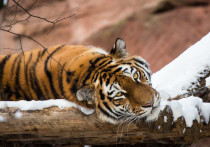 На видео попала тигрица из приморского сафари-парка, которая слепила себе гигантский снежок для игр
