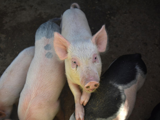 Зараженных африканской чумой свиней обнаружили в Черногорске