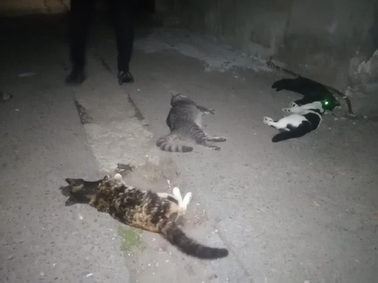 В центре Батайска неизвестные отравили четырех кошек