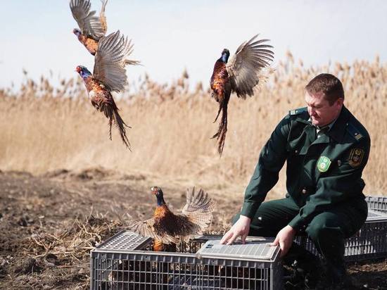 В Приморско-Ахтарском районе выпустили 300 молодых особей фазана