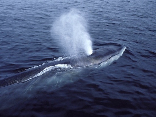 Биологи сняли на видео кита со сколиозом