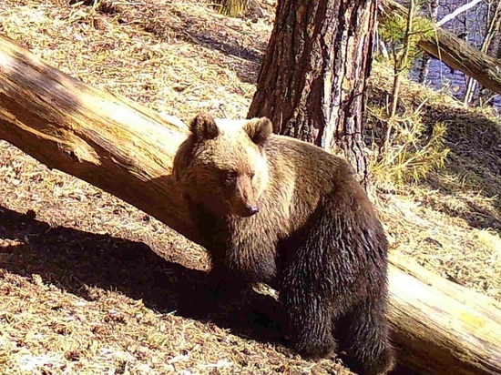 На Алтае заметили первого медведя, который проснулся раньше срока