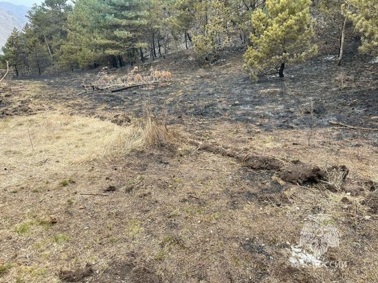 В Дагестане потушили лесной пожар