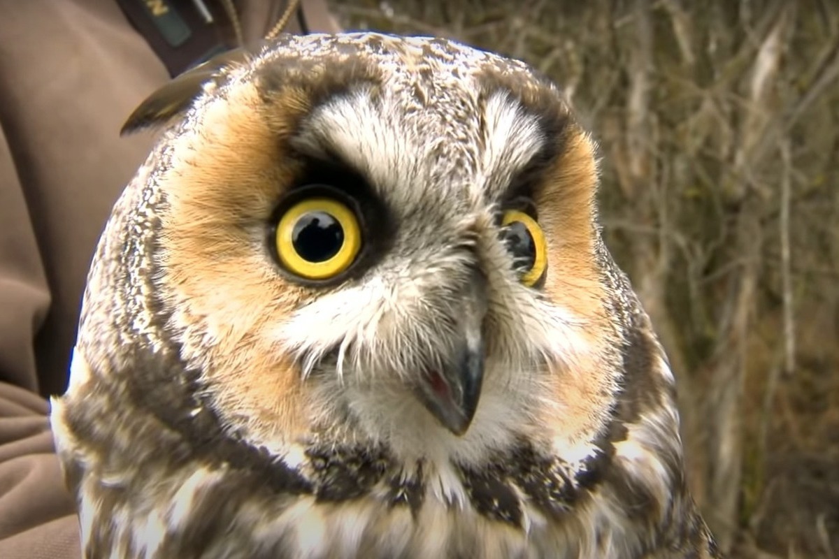 Red Book Long-eared Owl rescued from crows in Kazan