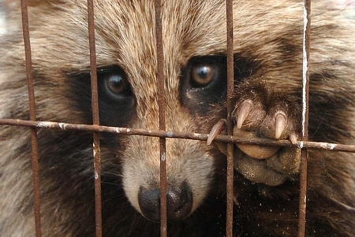 NYT: Coronavirus pandemic could have started because of raccoon dogs