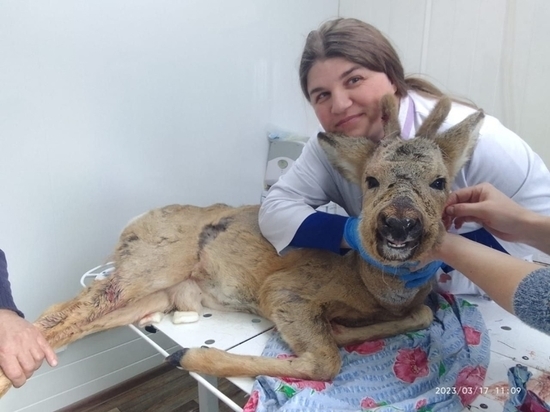 Ветеринары спасли раненную косулю в Могочинском районе