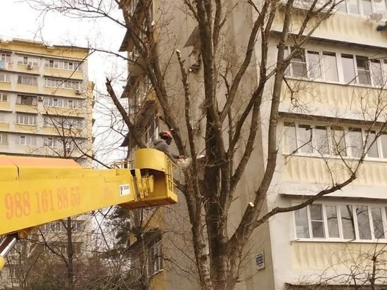  В Центральном районе Сочи спилили аварийное дерево