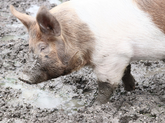 В Абакане у домашних свиней бесплатно проверят наличие вируса африканской чумы