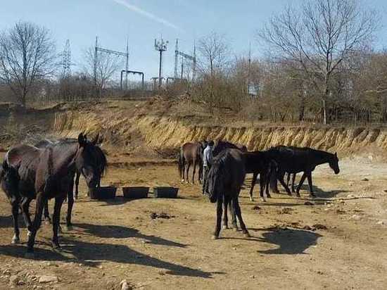 В Кисловодске объявился хозяин лошадей, чтоб забрать их со штрафстоянки