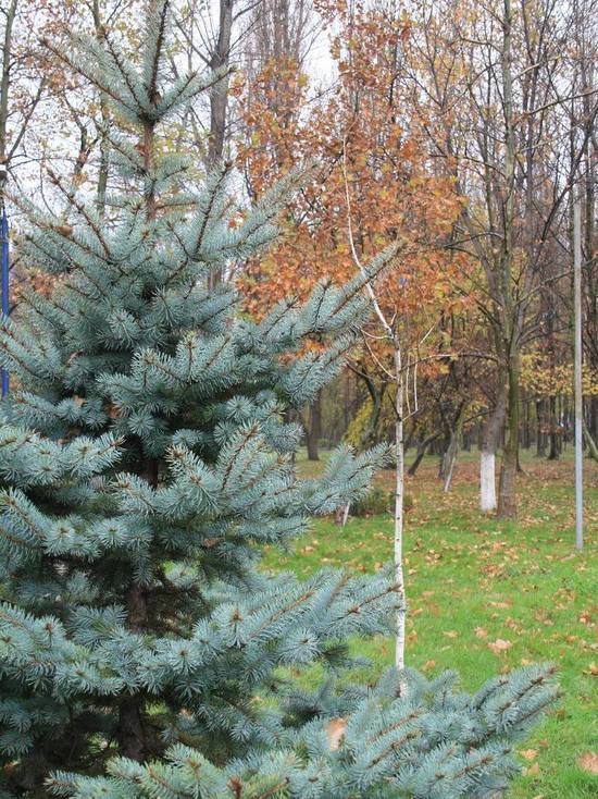 В Дагестане уменьшилась вырубка лесов