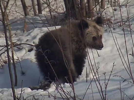 В центре «Тигр» показали видео бурого медвежонка Бастака, проснувшегося после зимы