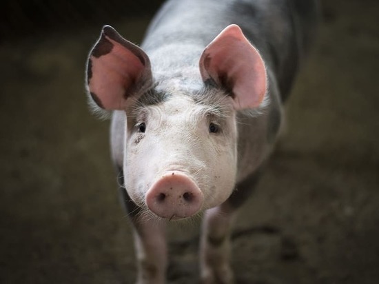 В ДНР снимают карантинные ограничения по африканской чуме свиней