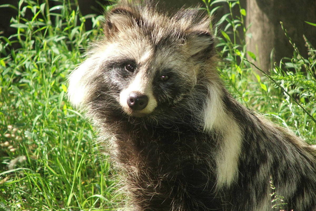 Named the link between COVID-19 and raccoon dogs from the market
